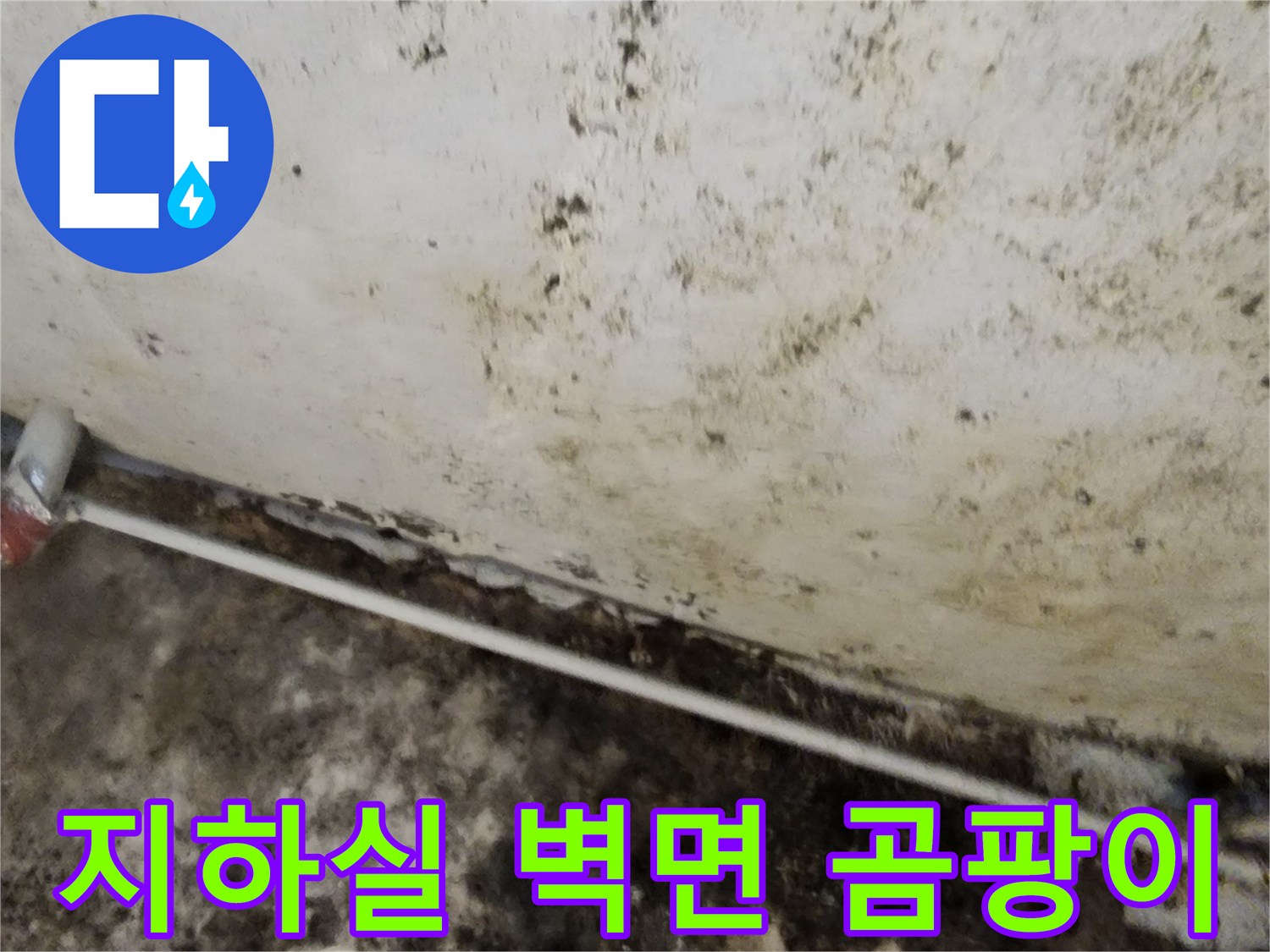 서초구 염곡동 지하실 벽면에 광범위하게 퍼진 곰팡이와 습기 흔적