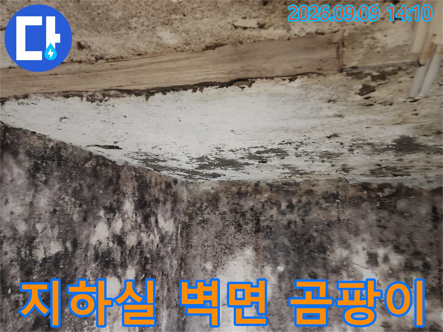 서초구 염곡동 지하실 벽면에 발생한 심한 곰팡이와 누수 흔적