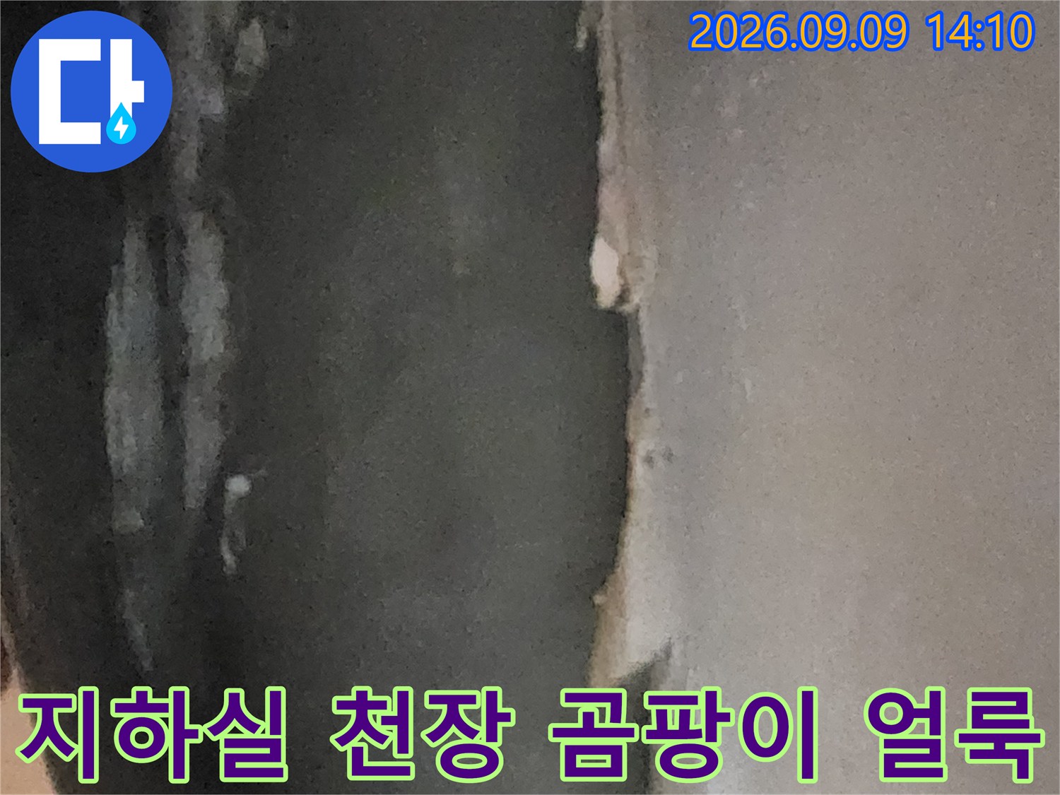 서초구 염곡동 지하실 천장의 심한 곰s팡이와 누수 흔적