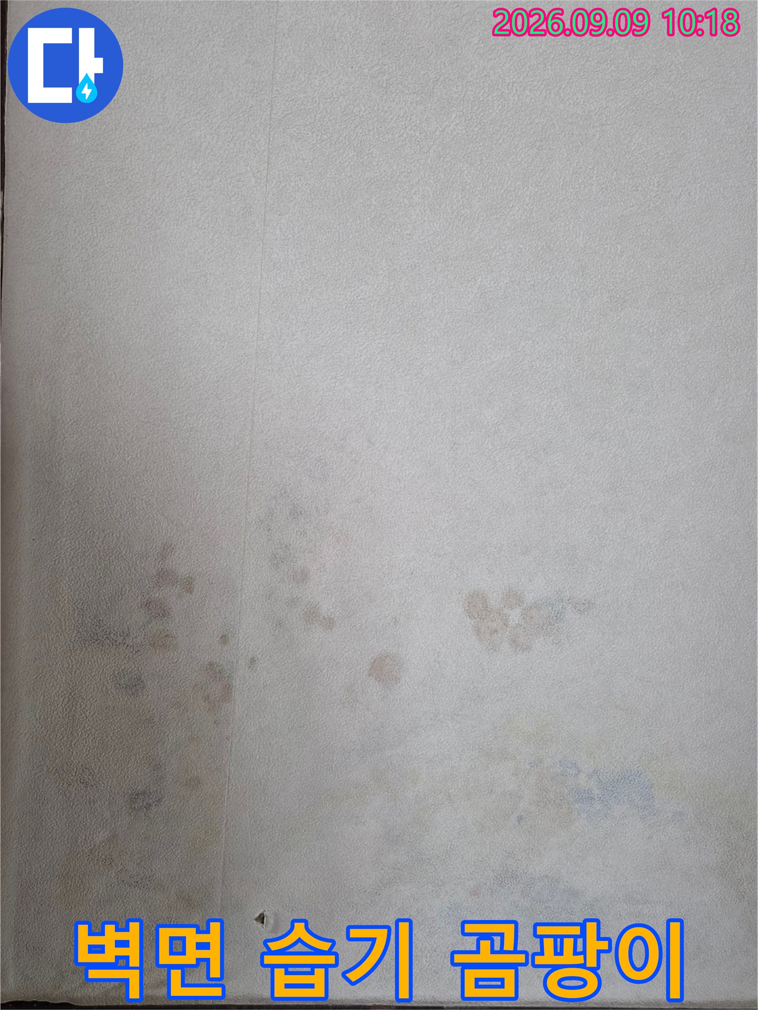 인천 연수구 송도동-곰팡이가 발생한 벽지 하단 부위